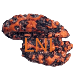 Trijuti Rudraksha 3 Mukhi Size 15.08 mm (Certified)