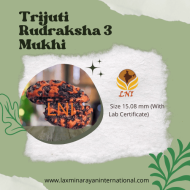 Trijuti Rudraksha 3 Mukhi Size 15.08 mm (Certified)