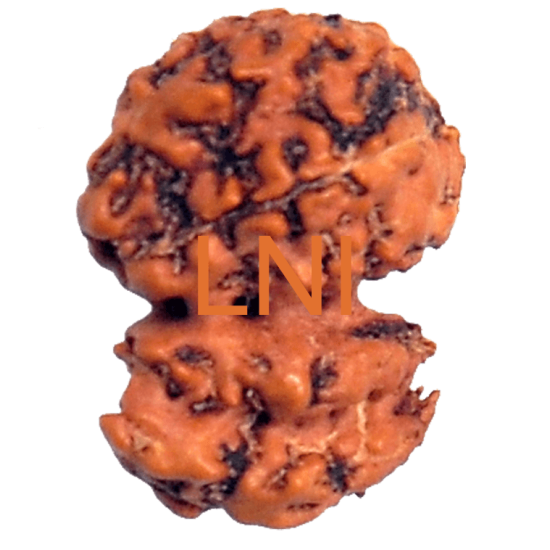 Trijuti Rudraksha 4 Mukhi Size 14.48 mm (Certified)