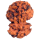 Trijuti Rudraksha 4 Mukhi Size 14.48 mm (Certified)