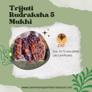 Trijuti Rudraksha 5 Mukhi Size 10.75 mm (Certified)