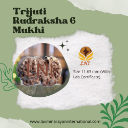 Trijuti Rudraksha 6 Mukhi Size 11.63 mm (Certified)