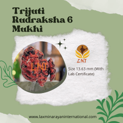 Trijuti Rudraksha 6 Mukhi Size 13.63 mm (Certified)