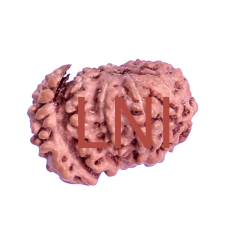 Trijuti Rudraksha 7 Mukhi Size 17.27 mm (With Lab Certificate)